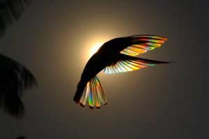 He Captures Precise Moment Of A 'Rainbow' Through A Hummingbird And It's Completely Beautiful (PHOTOS)