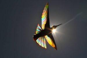 He Captures Precise Moment Of A 'Rainbow' Through A Hummingbird And It's Completely Beautiful (PHOTOS)